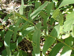 Eupatorium sessilifolium