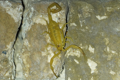 Centruroides sculpturatus