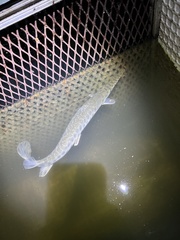 Lepisosteus oculatus