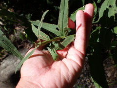 Neolasioptera perfoliata