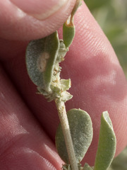 Atriplex obovata