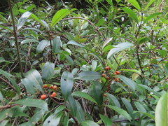 Gynochthodes umbellata