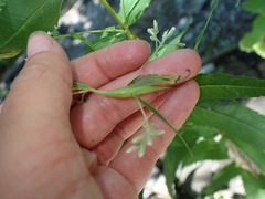 Neolasioptera perfoliata