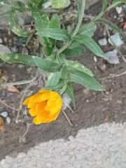 Calendula officinalis