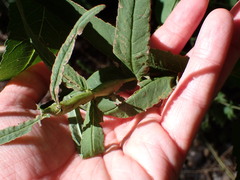 Neolasioptera perfoliata