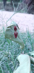Heteroptera