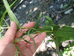 Neolasioptera perfoliata
