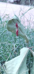 Heteroptera