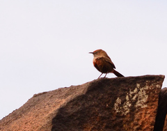 Euryptila subcinnamomea