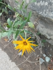Calendula officinalis