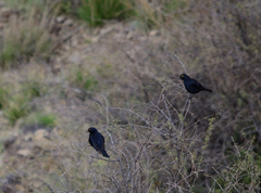 Onychognathus nabouroup