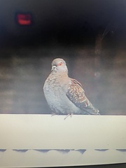 Columba guinea phaeonota