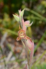 Calochilus imberbis