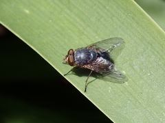 Calliphora