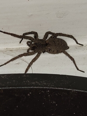 Lycosinae