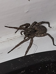 Lycosinae