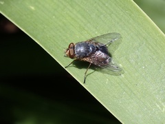 Calliphora