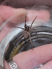 Lycosinae