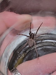 Lycosinae