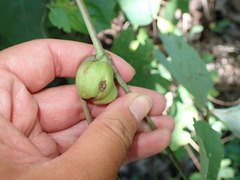 Ampelomyia vitispomum