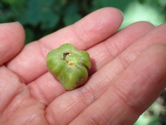 Ampelomyia vitispomum