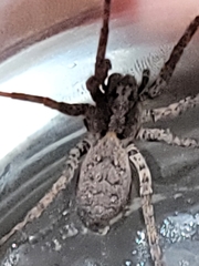 Lycosinae