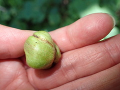 Ampelomyia vitispomum