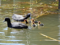 Fulica atra australis