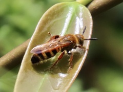 Phalerimeris phalerata