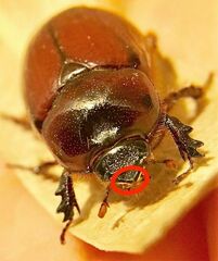 Oxygrylius ruginasus