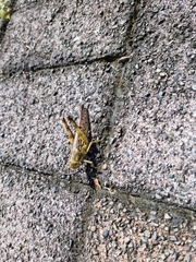 Catantopinae
