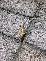 Catantopinae