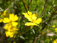 Hibbertia riparia