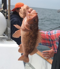 Sebastes auriculatus