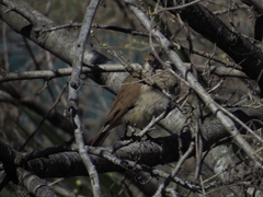Furnarius rufus