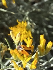 Neocapsus