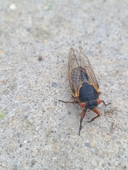 Magicicada septendecula