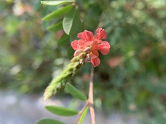 Indigofera hendecaphylla