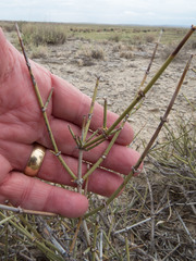 Ephedra torreyana