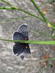 Melanis acroleuca acroleuca