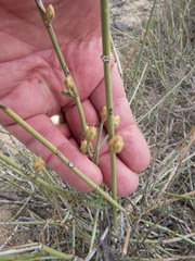 Ephedra torreyana