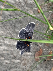 Melanis acroleuca acroleuca