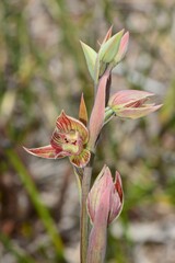 Calochilus imberbis