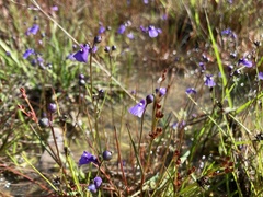 Utricularia dichotoma