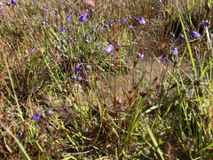 Utricularia dichotoma