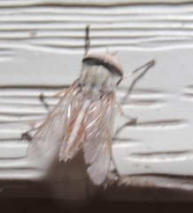 Tabanini