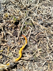 Fletchamia mediolineata