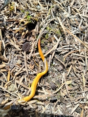 Fletchamia mediolineata