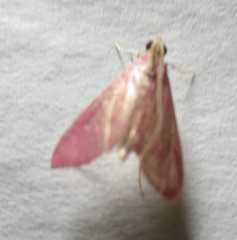 Pyrausta inornatalis