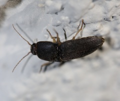 Heteroderes amplicollis